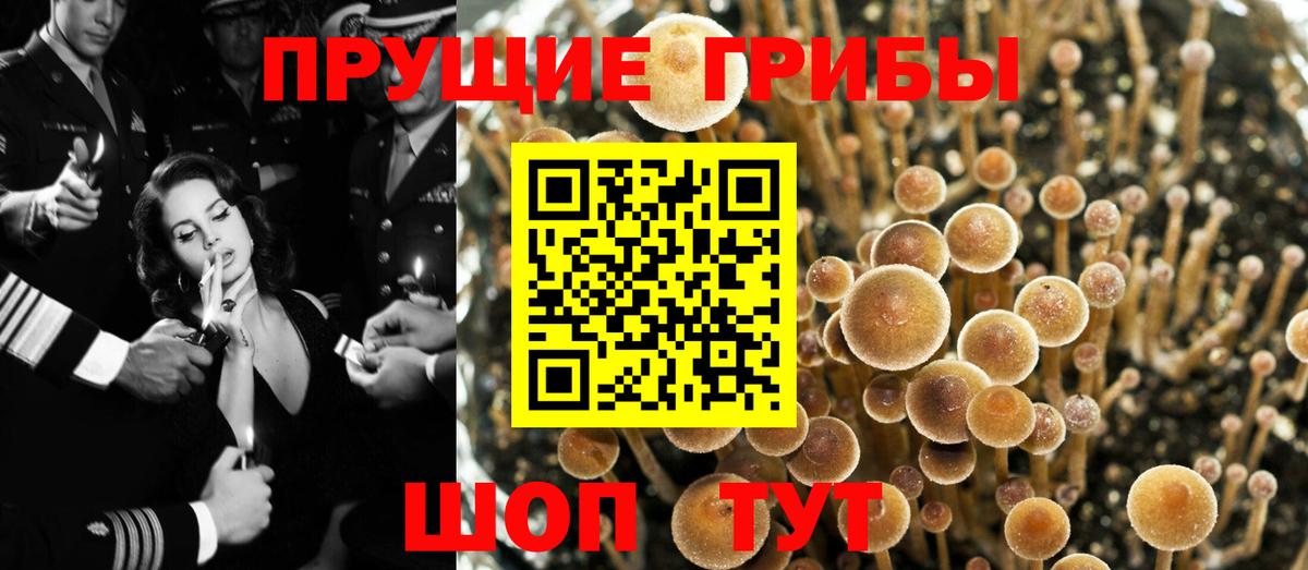 Псилоцибиновые грибы прущие грибы Зима